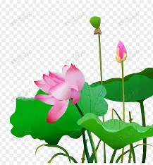在赏荷花