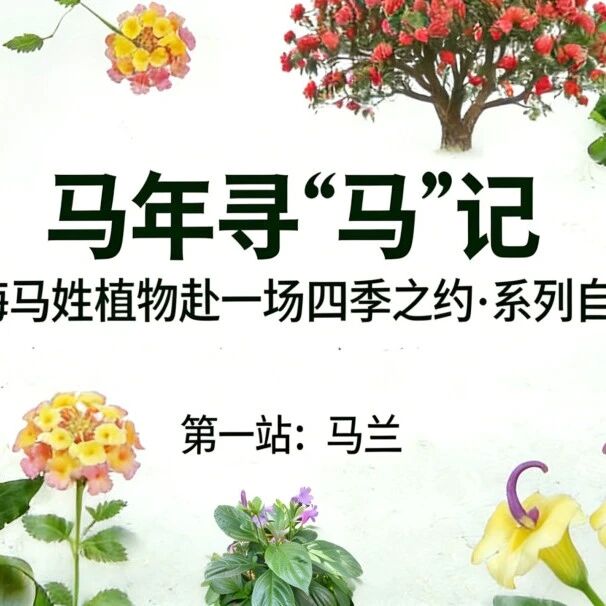 招募丨《马年寻“马”记》系列自然营,从江南人的“神仙春菜”——马兰出发, 开启“马” 不停蹄的全年双语自然探索之旅~