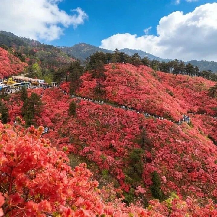 木兰云雾山第十七届杜鹃花嘉年华盛大开幕!云雾山花宇山迎来最佳赏花期,莫辜负好春光!