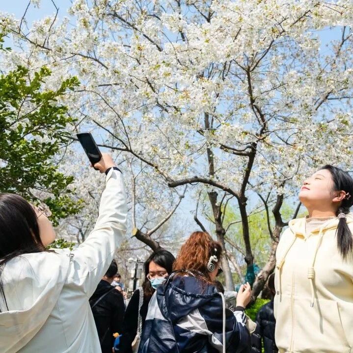 赏花盛会!济南市第23届五龙潭樱花节正式启幕