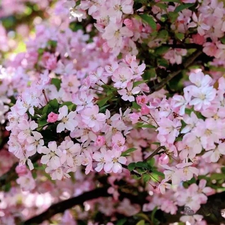 满屏海棠花预警!七里这条“花海长廊”美到心坎上了🤩
