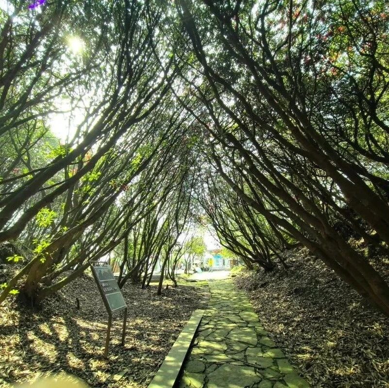 游在百里 | 跟着《乌蒙深处》一起走进百里杜鹃