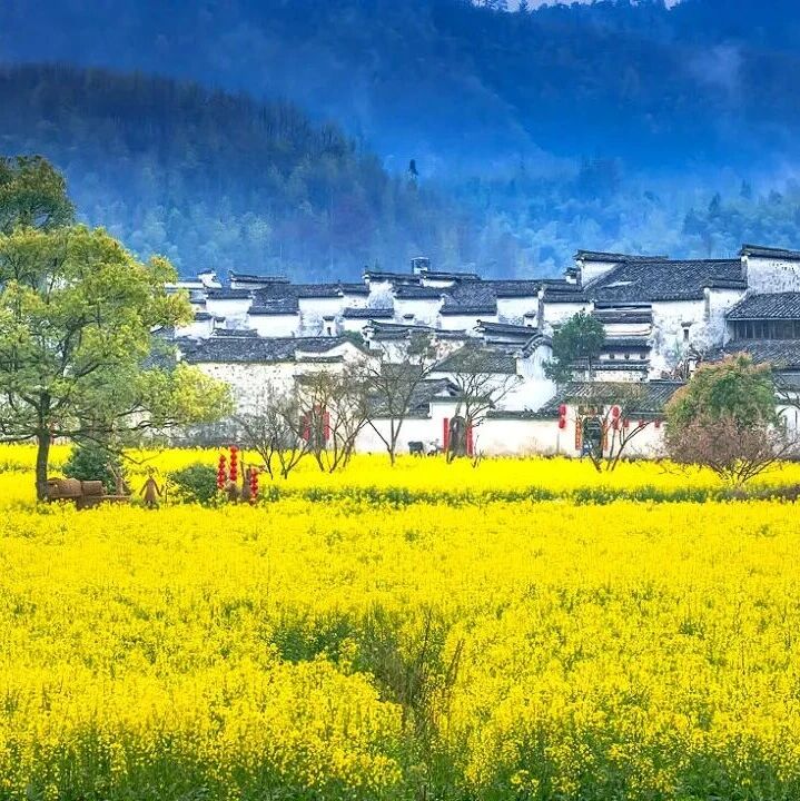 春游黟县——“一条经典漫游,一条小众特色”赏花线