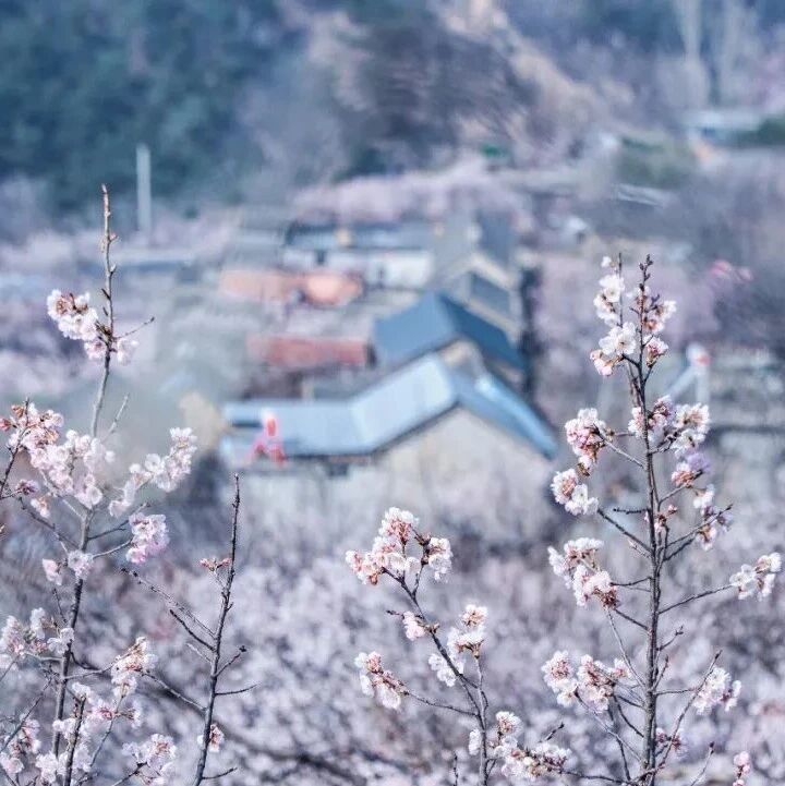 泰山脚下樱桃花开:在山与花之间,读懂春天的诗意