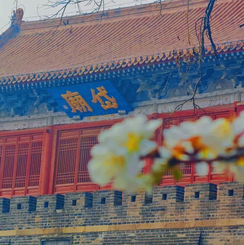 泰山赏花指南(20260322)