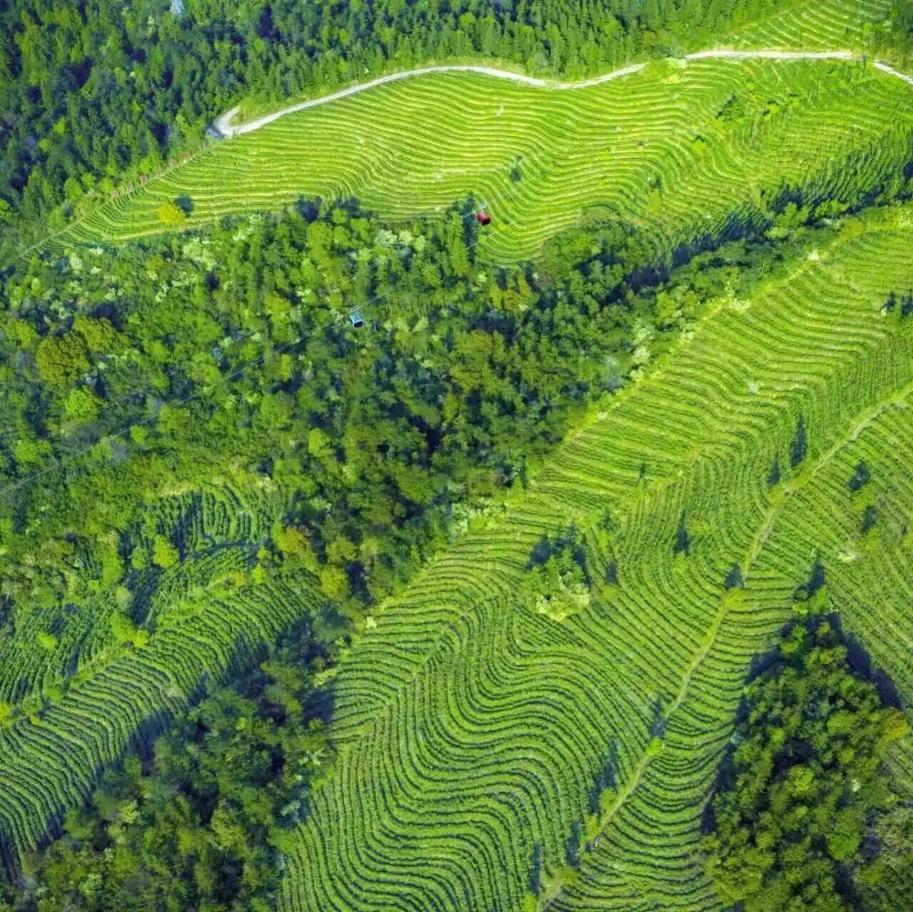 中国十大茶旅目的地,春天喊你免票进庐山,喝杯新茶!