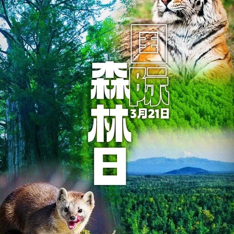 吉林森林,每一帧都美成壁纸