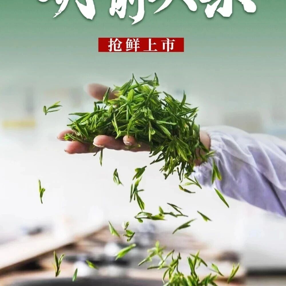 今天起发货!2026年“醉西湖”明前头采来了