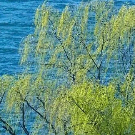 柳浪闻莺限定春色:芽已嫩,花初绽,风正柔