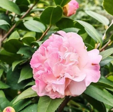 为市场“定制”一朵芳香山茶花(附今日赏花指数)