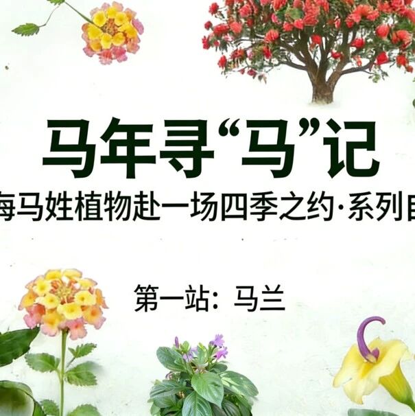 清明节活动攻略丨《马年寻“马”记》加场,辰山十二次科考营第二站出发,赴一场春日繁花与自然之约~