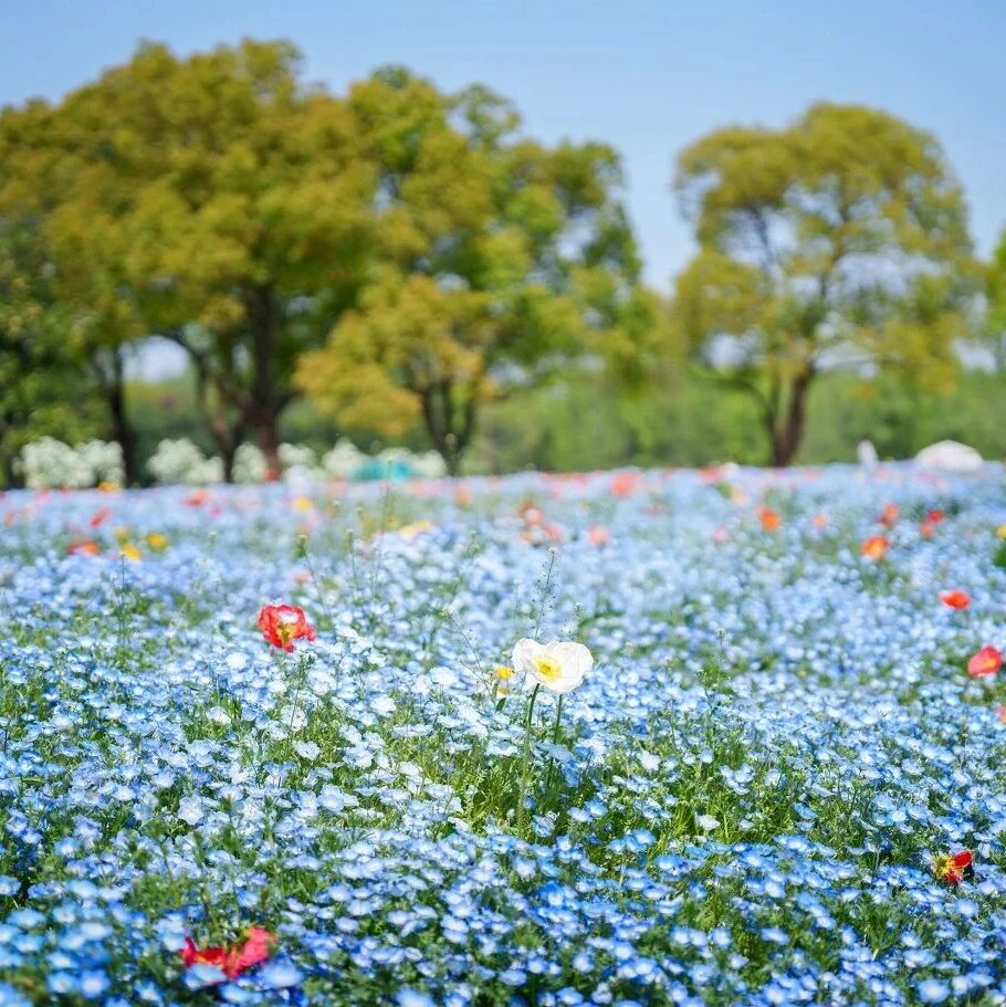春日预告|喜林草花海初露芳容,等你来打卡