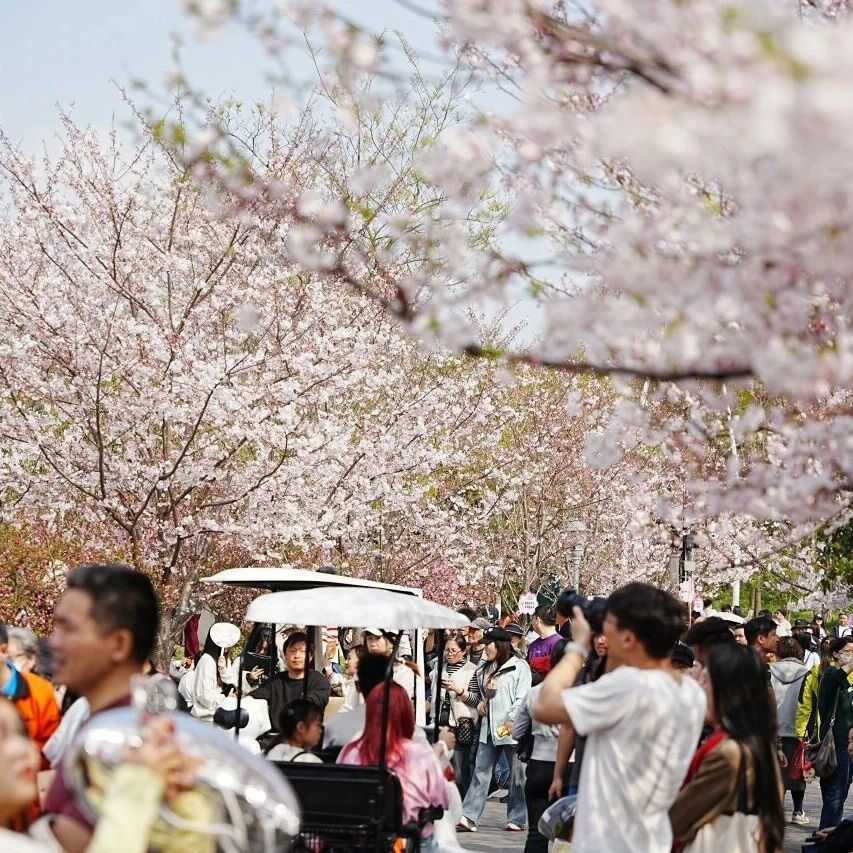 快讯 | 2026上海樱花节持续升温,上周末迎来游客逾13万人次