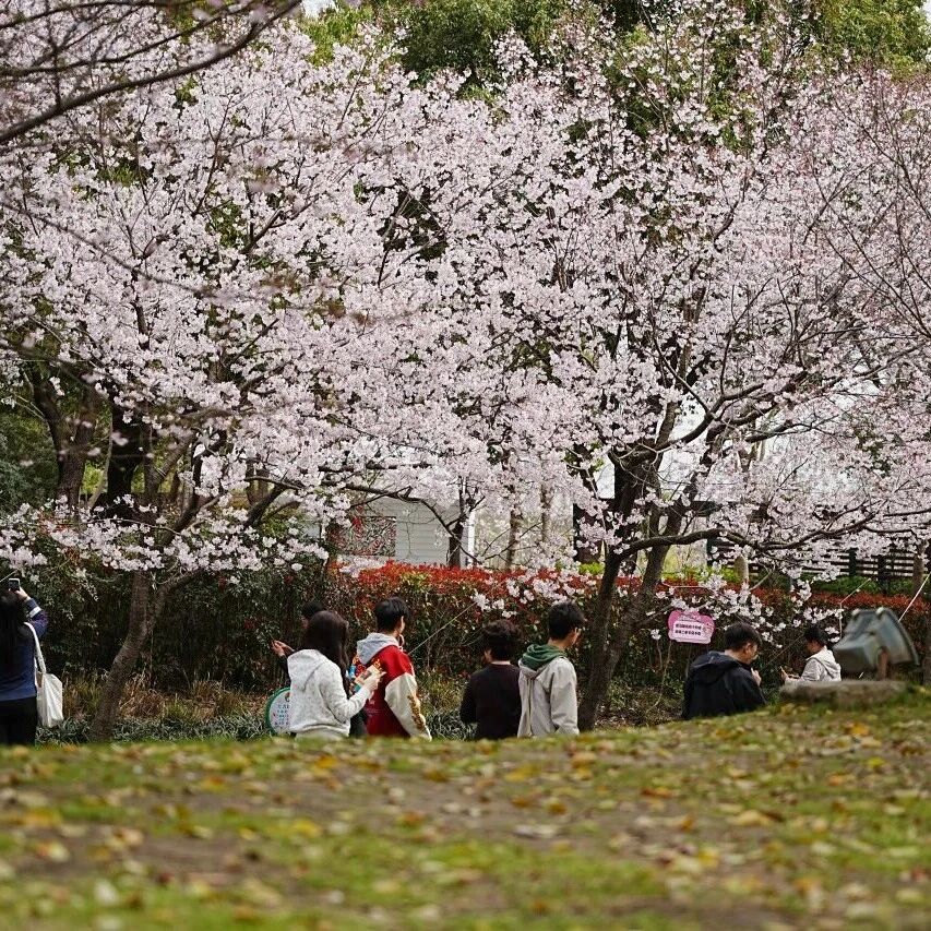 花讯 | 在落与开之间,遇见最温柔的春意