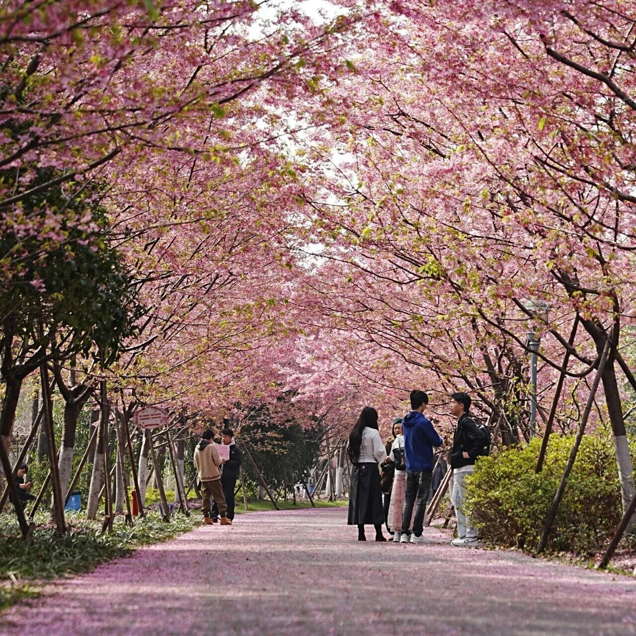 花讯 | 早樱在风中写诗,早中樱在枝头作画