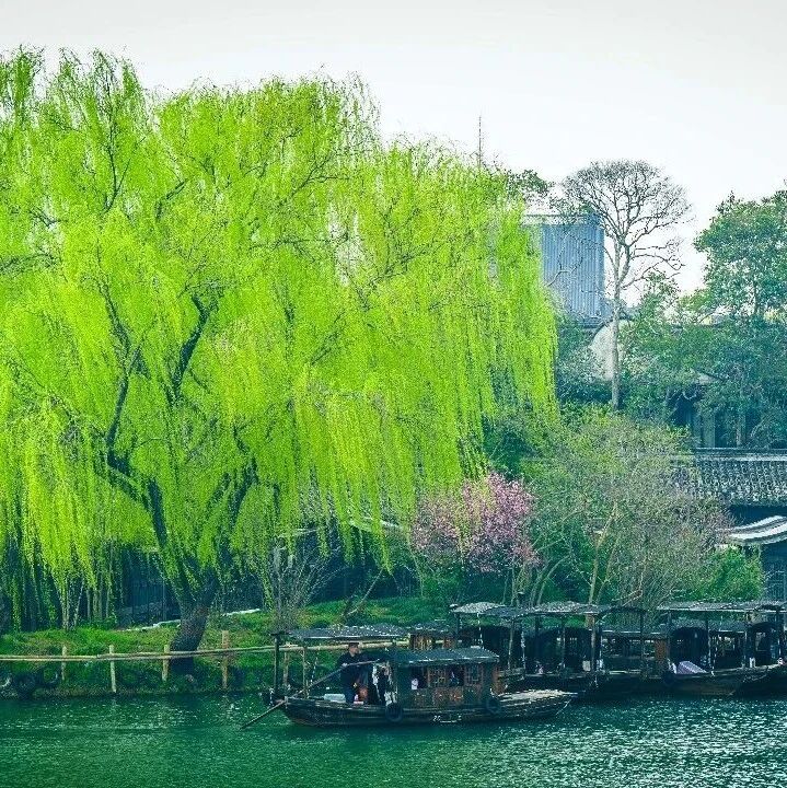 招募第一批前往乌镇春天的人