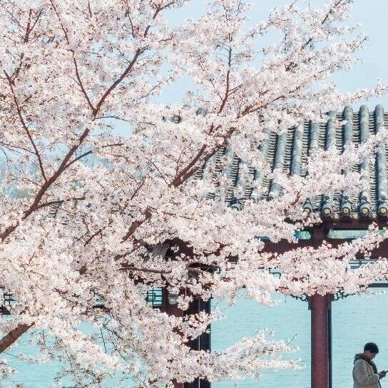 又一处春日顶流!