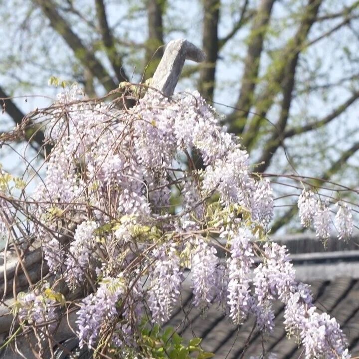 南浔双林双线漫游 | 接下来的古镇是一万万次的春和景明