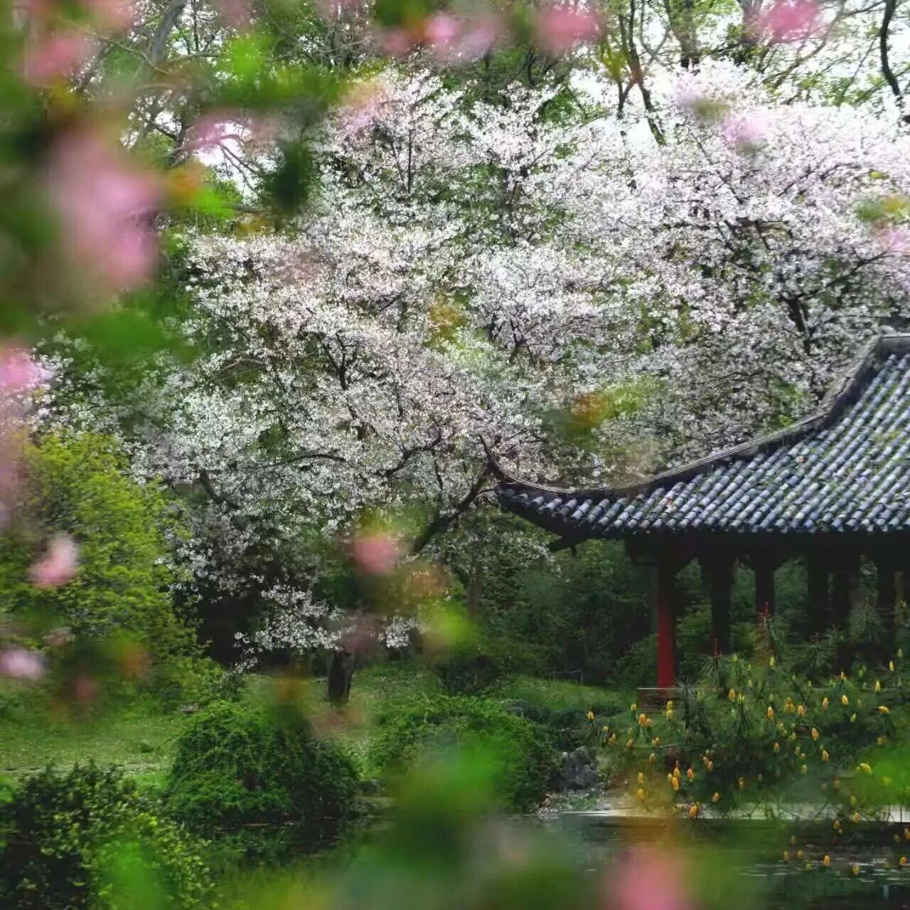 阴雨天里的蓝调江南,是樱花写给春天的诗