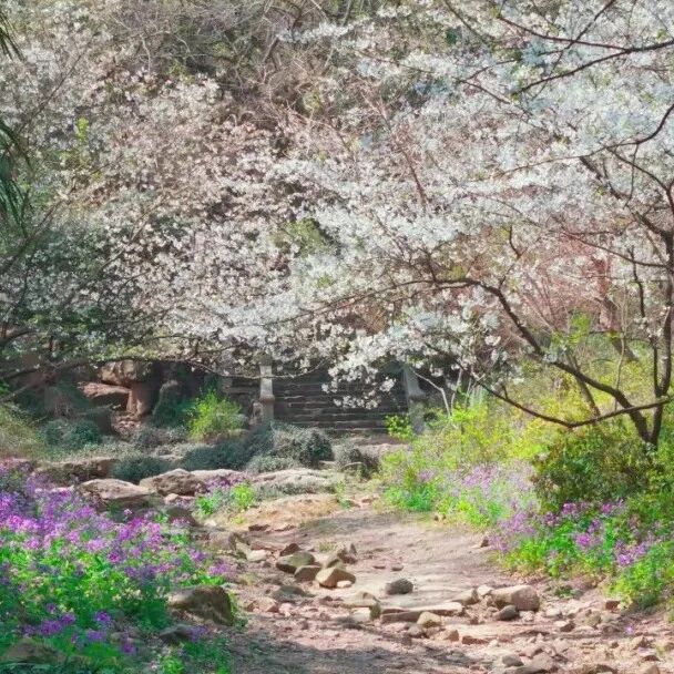 不用等!惠山古镇春日盛花直接冲