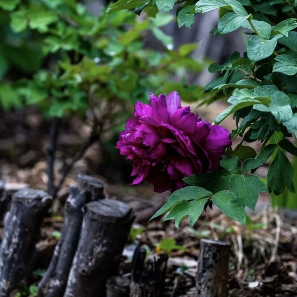 雨落山洲,花更娇