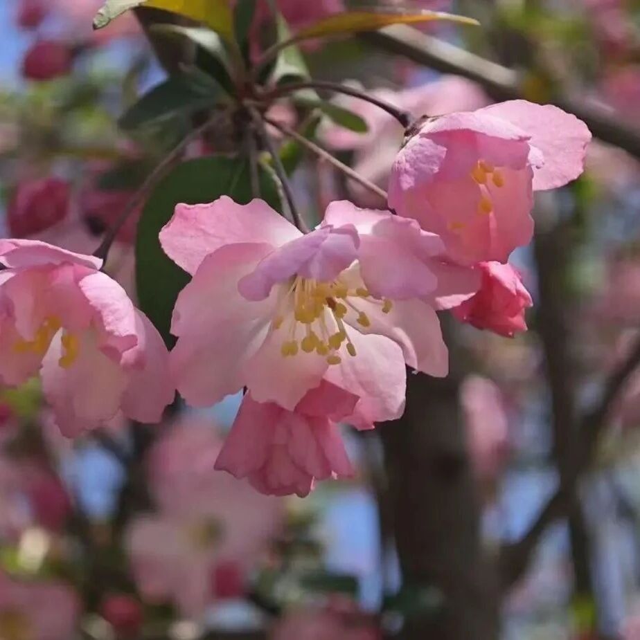 濠河花花春游记上线!春假清明双联动,赴一场濠河春日之约