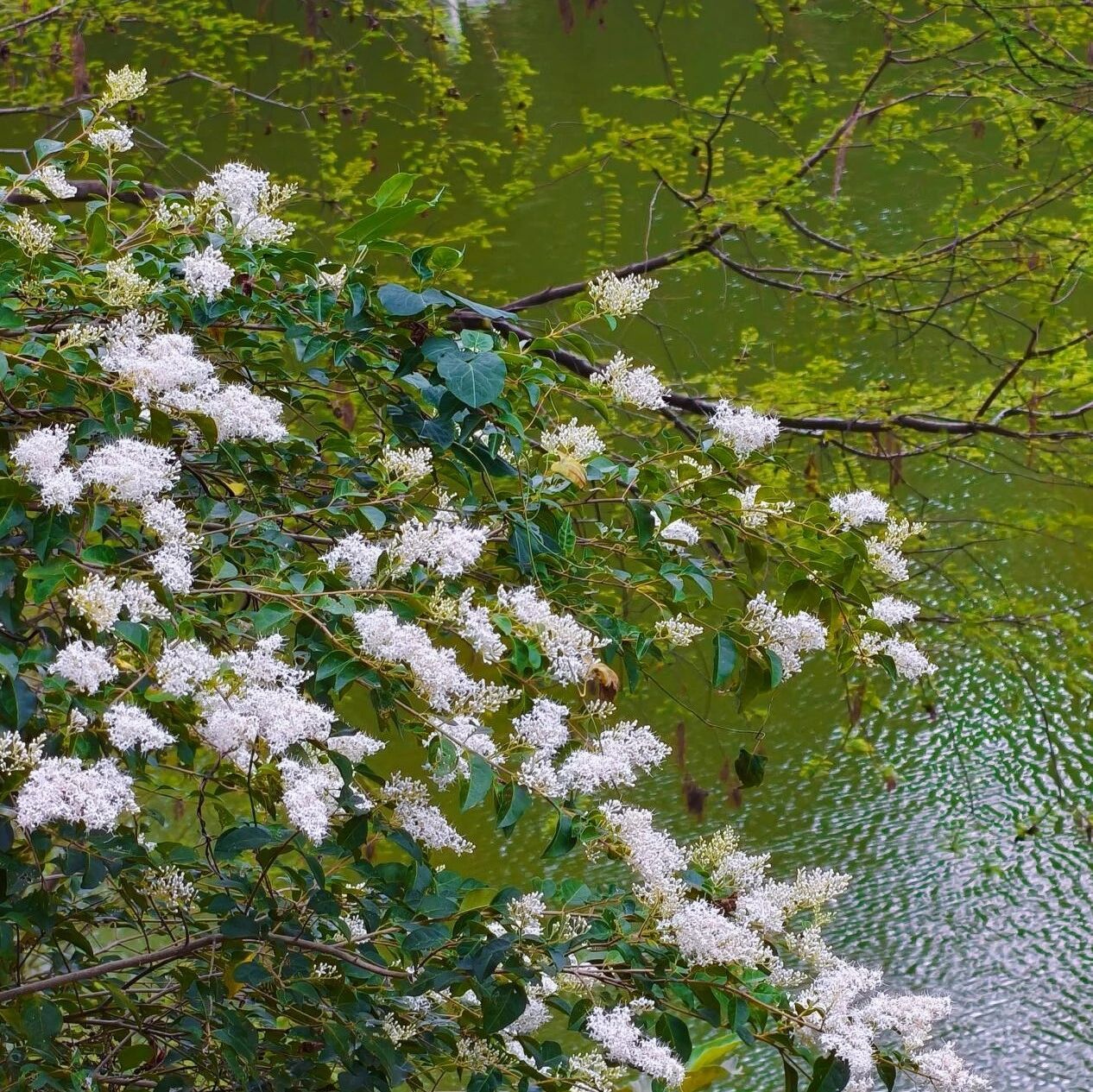 明珠暗香浮动处,满目皆是山指甲的温柔“雪”
