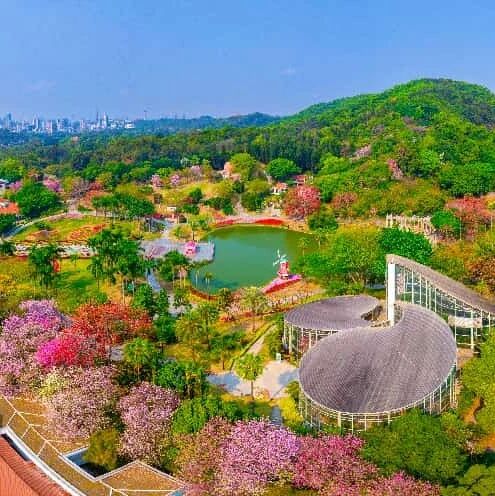 友城之谊 春暖云台 | 英国布里斯托尔市 代表团参观白云山云台花园