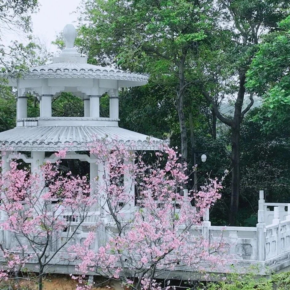爱绿植绿护绿 共建绿美云山 | 广州市白云山摩星岭景区义务植树活动招募啦