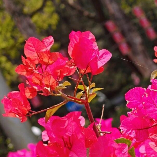 速来打卡!这片草坪被鲜花“承包”开派对