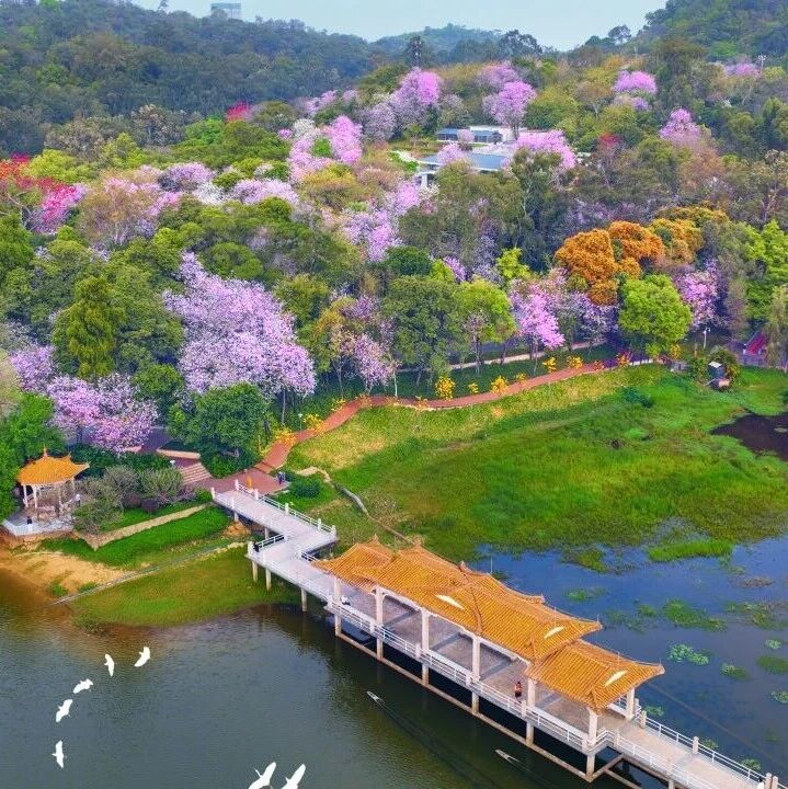 共植一片绿,同护一方景——白云山风景名胜区2026年爱绿植绿护绿活动邀您参与