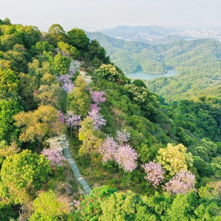 科学植绿筑屏障 多元共治美云山|摩星岭景区扎实推进绿美云山生态建设