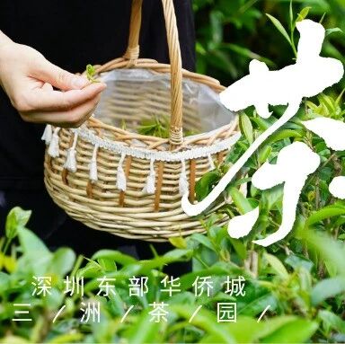 春天最浪漫的事:住进童话里,当一日山中采茶人