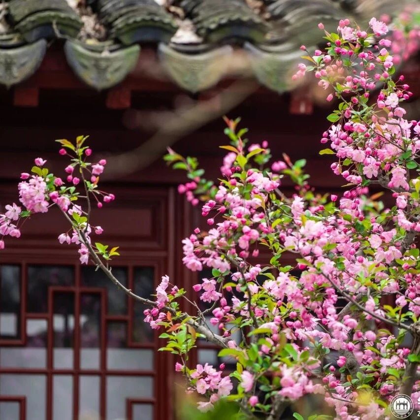 如果你来钟山,就知道这春花有多浪漫