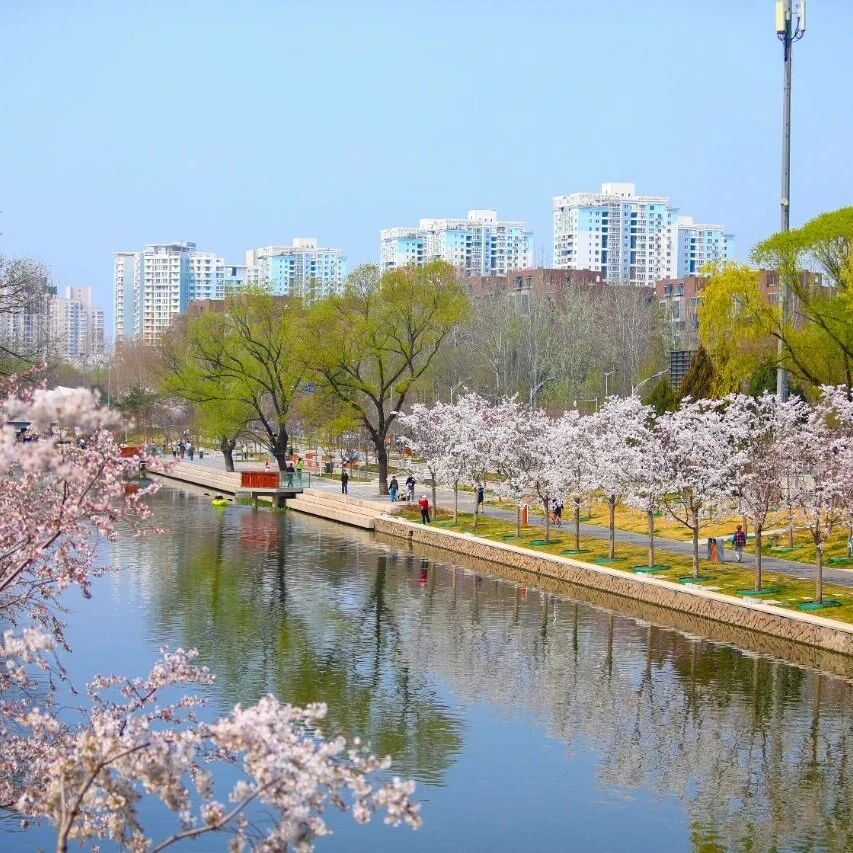 上新闻联播了!春日顶流,东湖樱花水岸樱色正浓