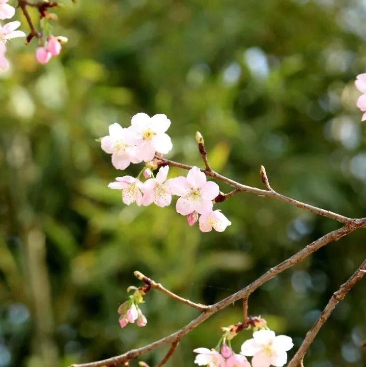 北小河·樱花图鉴 | 不用再疑惑“这是不是樱花”了→