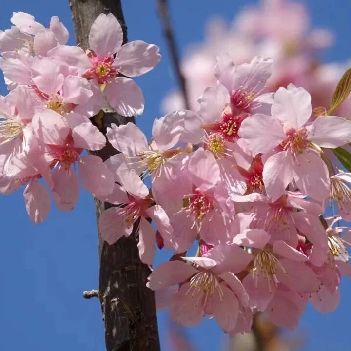 Color Walk寻樱季:东湖北小河,藏着一整条樱花岸