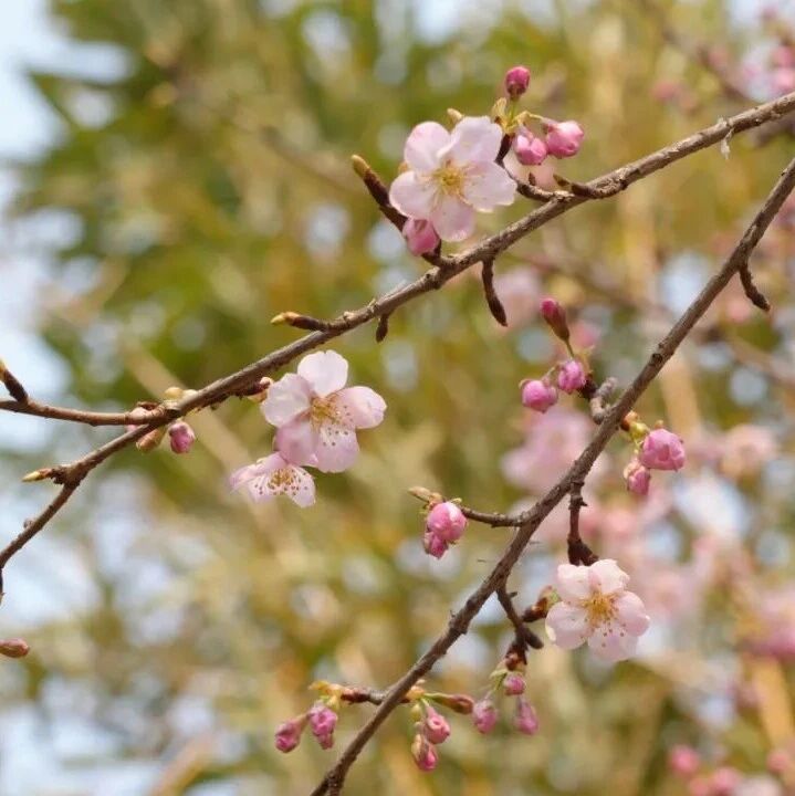 京城首条樱花河,已锁定东湖北小河
