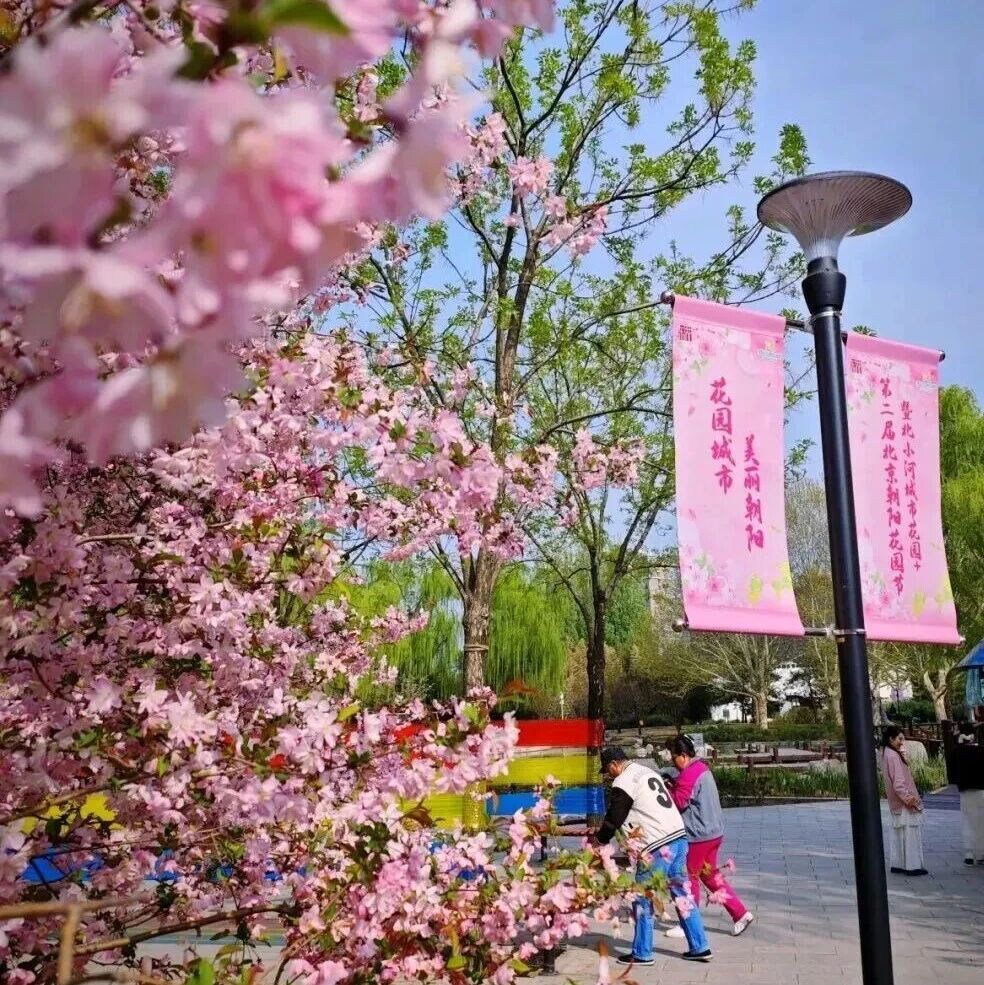 北京首条樱花河,即将亮相!