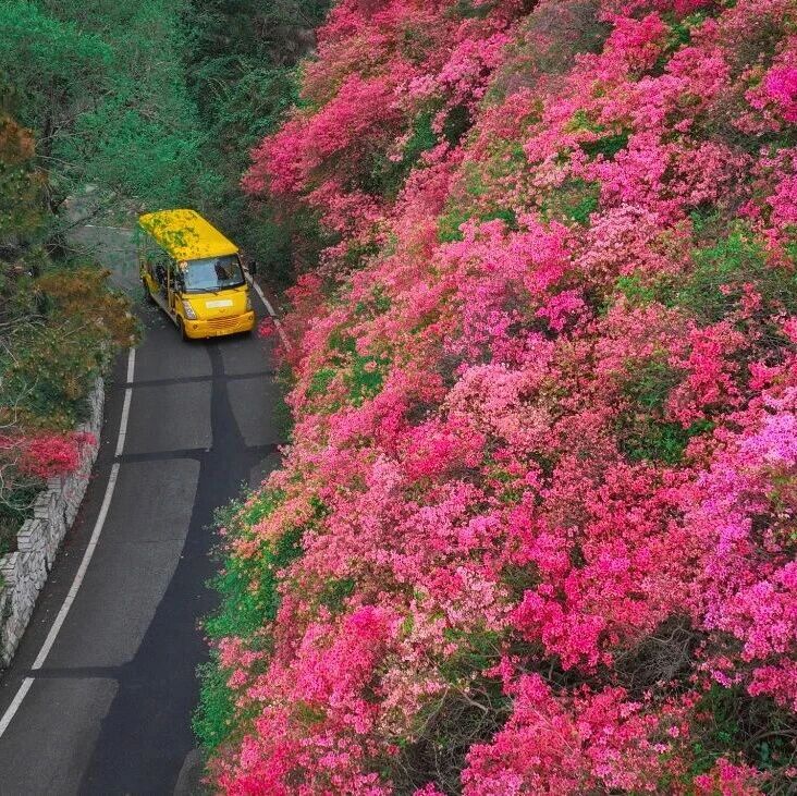木兰云雾山杜鹃花已到盛花期,速冲!