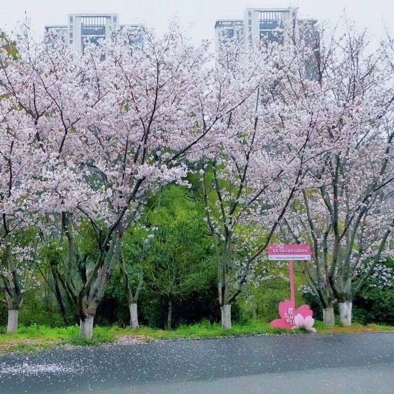 追花的周末③ | 一条路线,看尽一园春