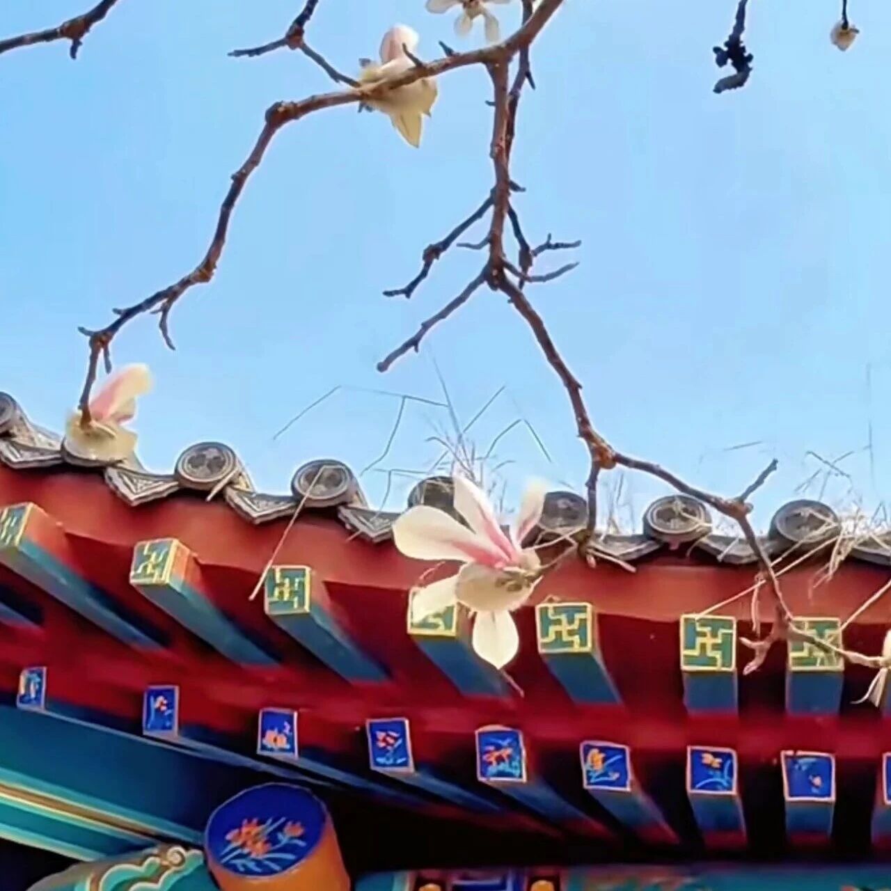 春风引路,花开正好。山海关古城与玉兰同框,遇见古建筑与繁花双向奔赴