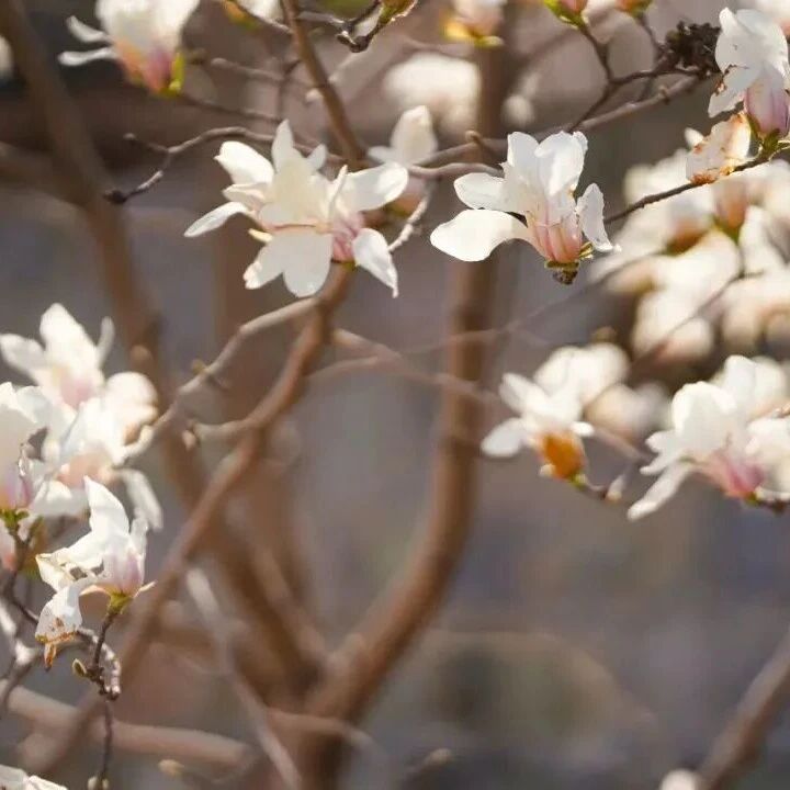 清明·东陵 | 玉兰花开处,古韵正当时