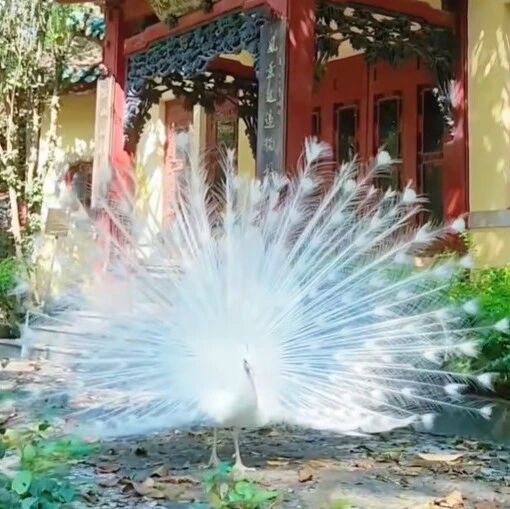 一见倾心!白孔雀翩然开屏,尽显优雅姿态