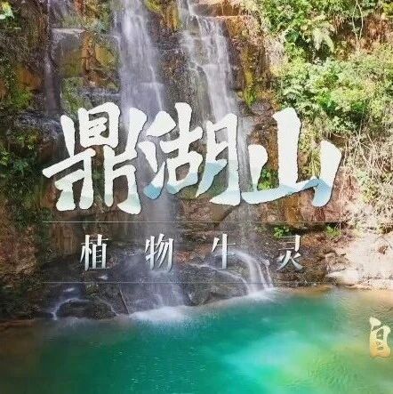 鼎湖山霸屏央视30分钟,这里竟然如此“神秘”!