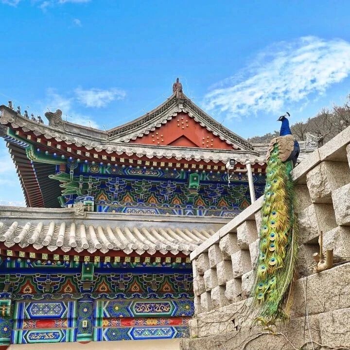 崂山仰口、华严「春假研学」指南,赴一场山海间的春日之约