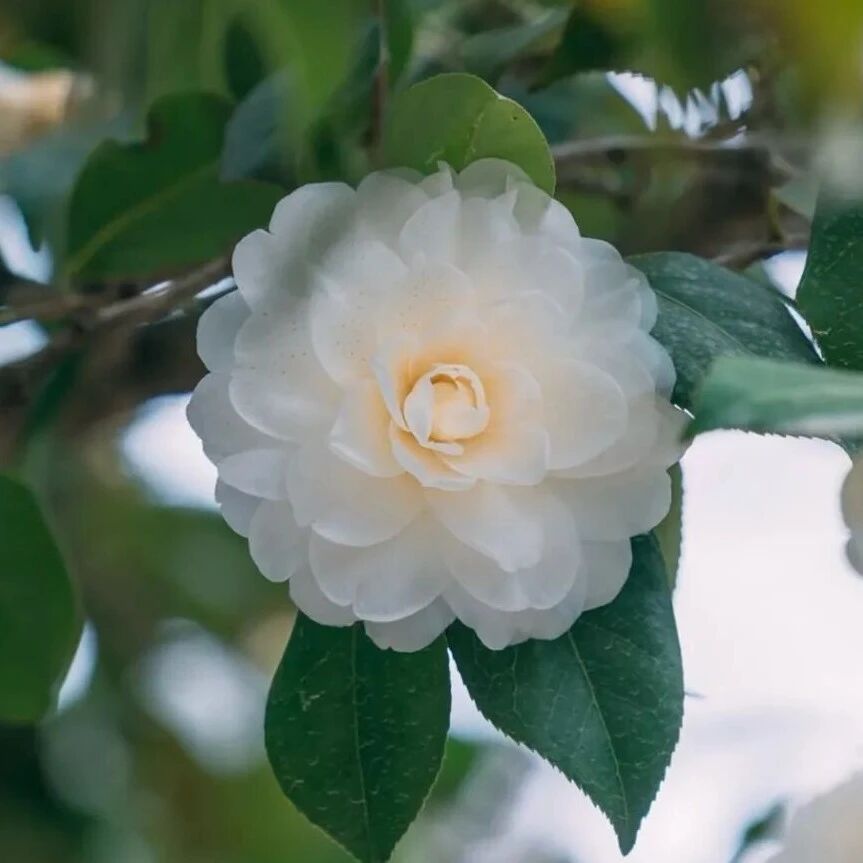 赏“仙”花丨崂山明代“白月光”盛放,仅此一棵!