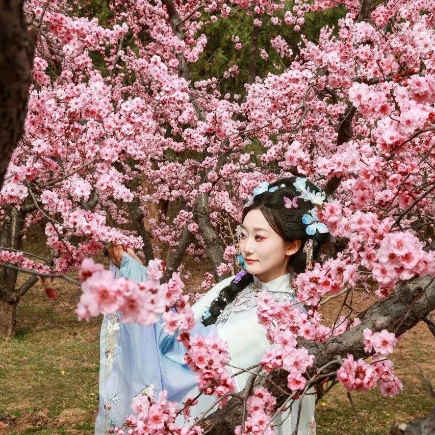 清明赴南山 满目繁花待您来