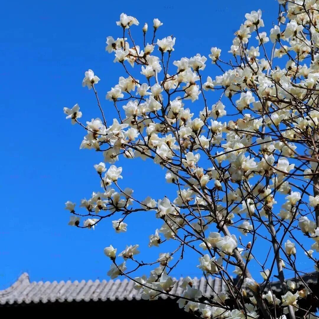 春风拂过青州城,玉兰绽放满园春