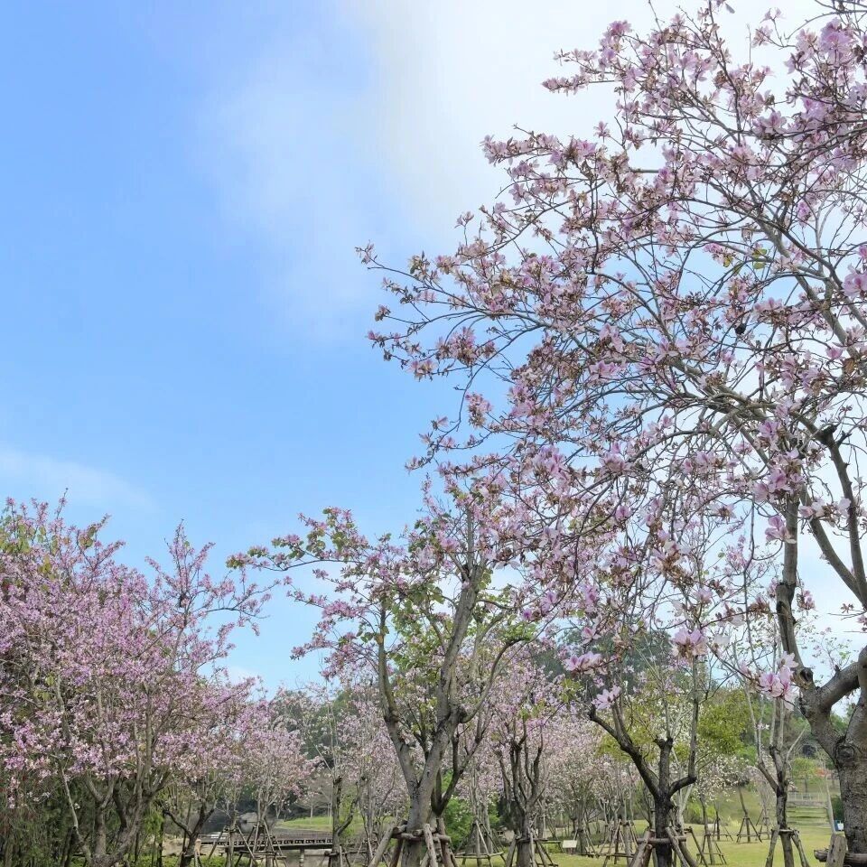 春色宜人眼,清明踏青时